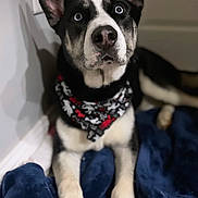 Deuce is registered to the contest to win money with this photo: dog, indoor, black_and_white, blue_eyes, bandana, blanket, pet, canine, fur, ears, paws, curious, sitting, portrait, animal, domestic_animal, face, looking_up, resting, cozy