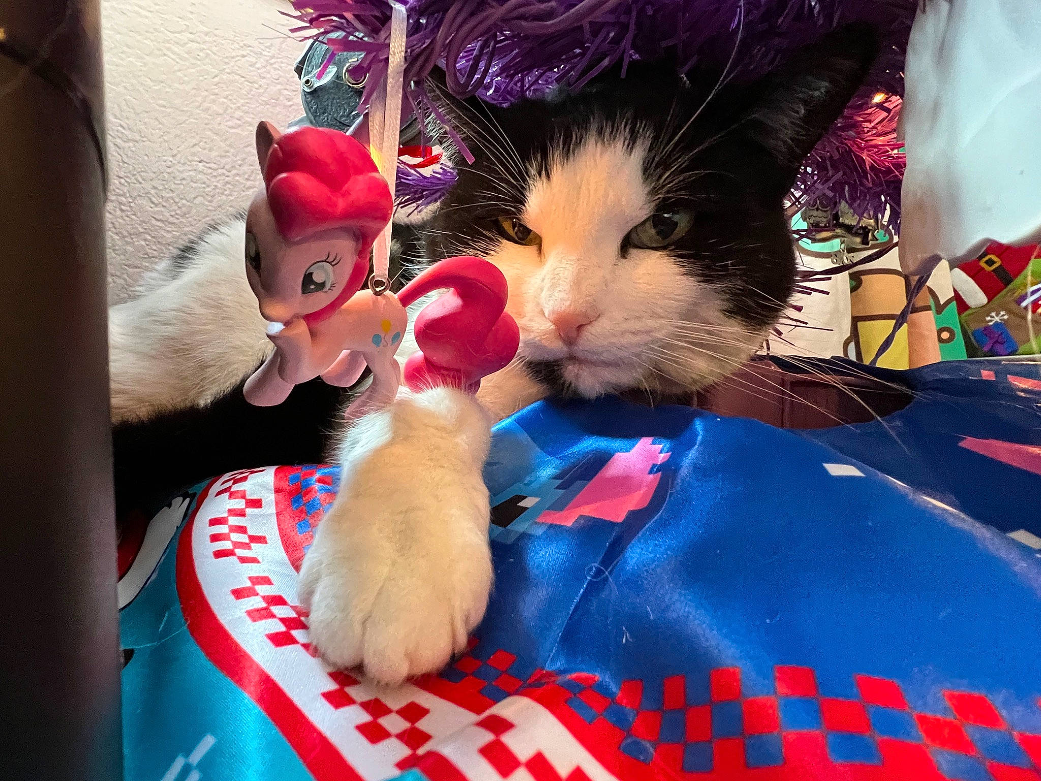 Cookie joined the competition — help win amazing prizes! canidae, carnivore, cat, comfort, companion_dog, felidae, fur, gesture, holiday, lap, love, paw, plush, room, small_to_medium_sized_cats, stuffed_toy, tail, textile, toy, whiskers