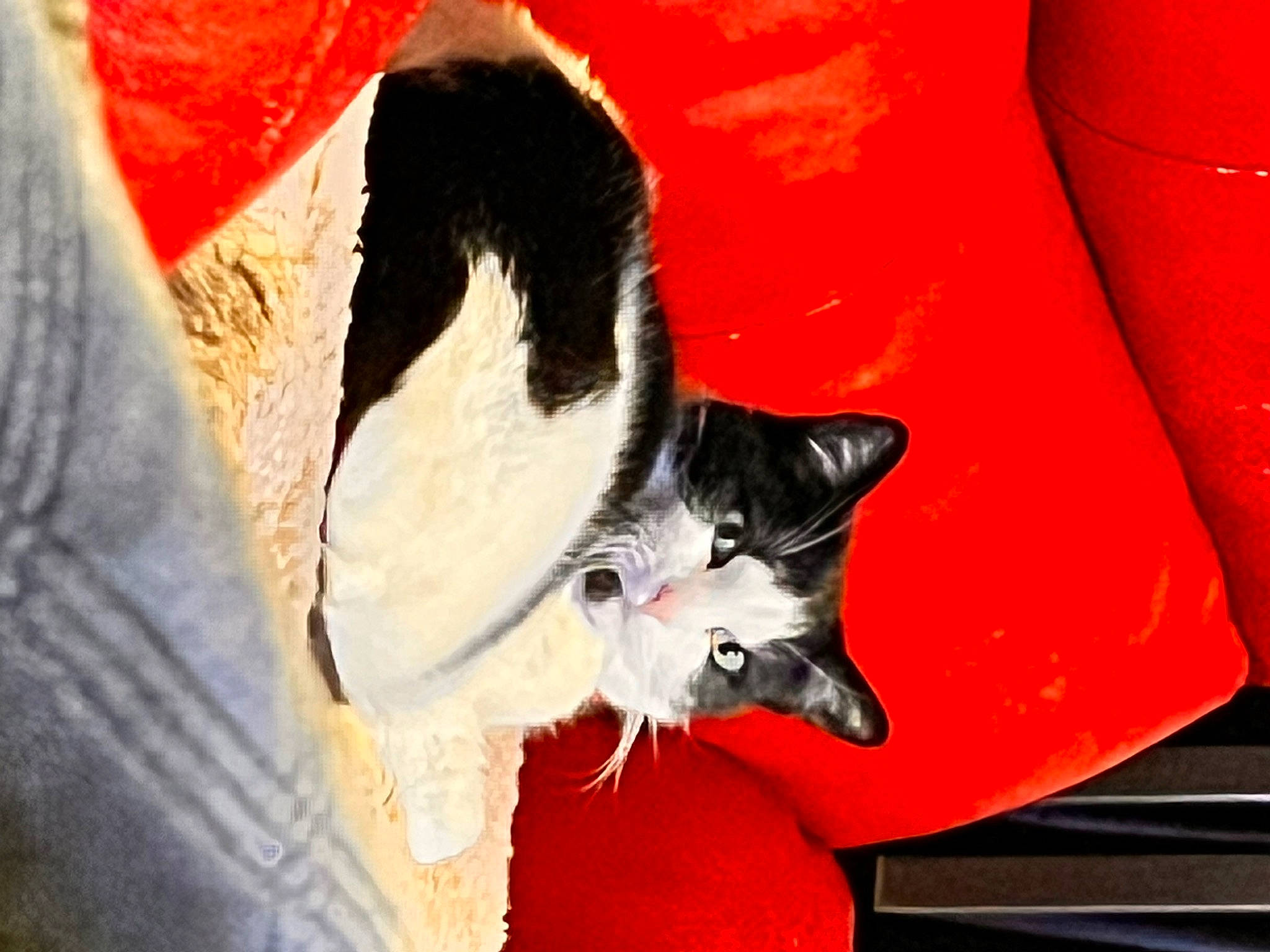 Cookie joined the competition — help win amazing prizes! art, canidae, carmine, carnivore, cat, claw, comfort, domestic_short_haired_cat, felidae, fur, linens, nap, paw, red, small_to_medium_sized_cats, tail, tree, whiskers