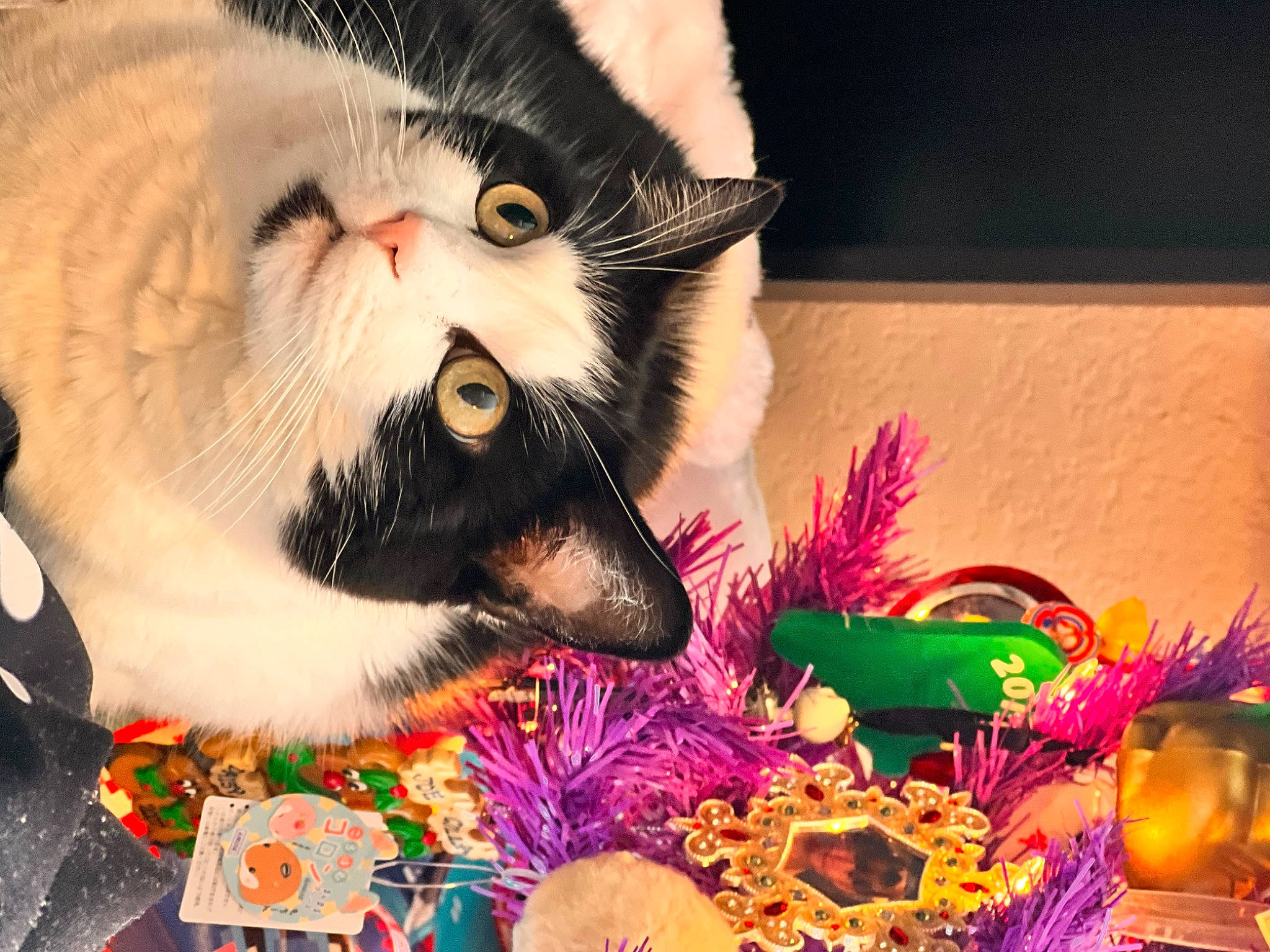 Cookie is registered to the contest to win money with this photo: carnivore, cat, christmas, christmas_decoration, christmas_eve, domestic_short_haired_cat, event, felidae, floral_design, fur, holiday, linens, magenta, paw, photo_caption, small_to_medium_sized_cats, snout, tail, toy, whiskers