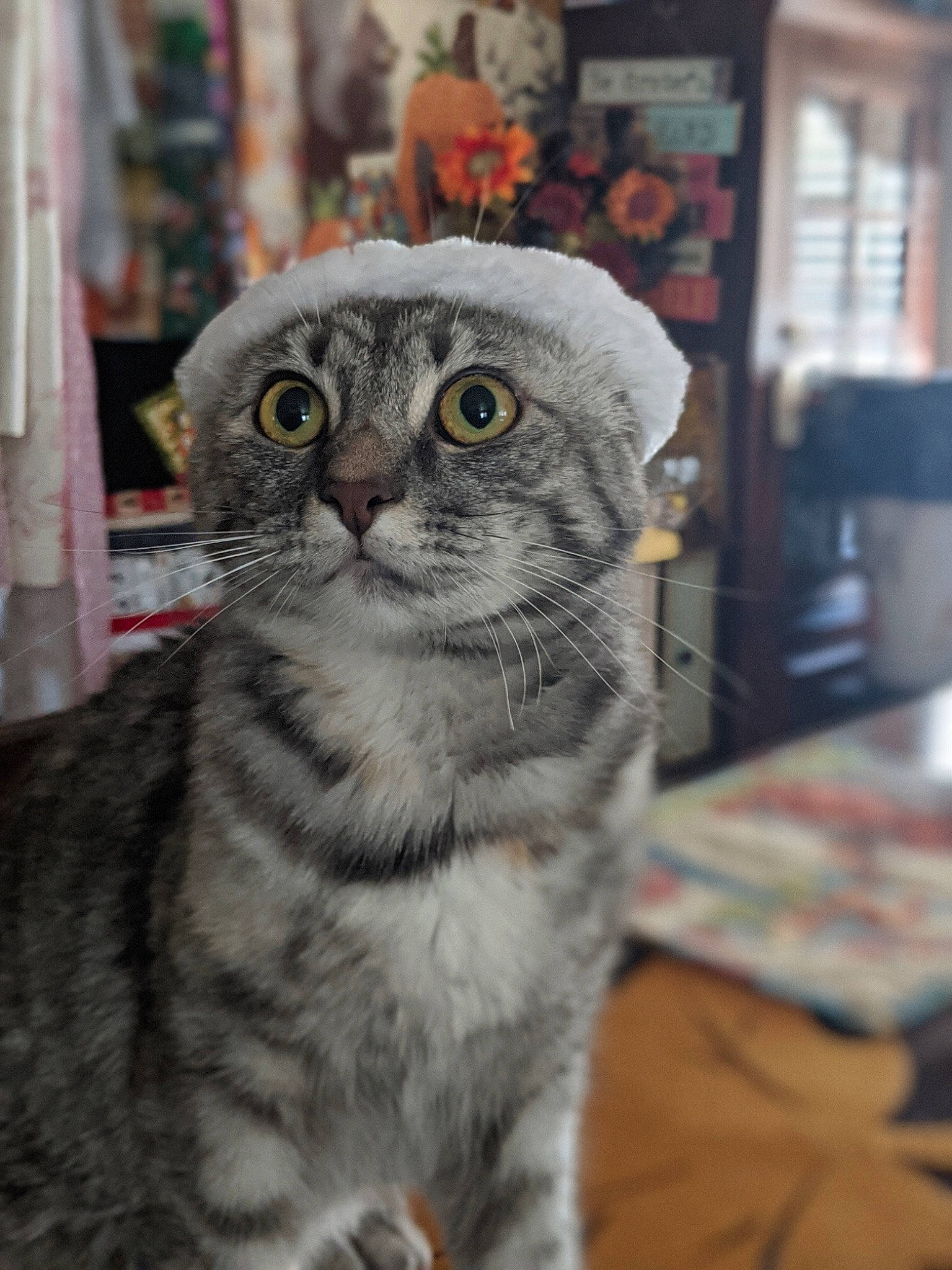 Taco is registered to the contest to win money with this photo: carnivore, cat, domestic_short_haired_cat, eye, felidae, fur, grey, head, paw, small_to_medium_sized_cats, snout, terrestrial_animal, whiskers