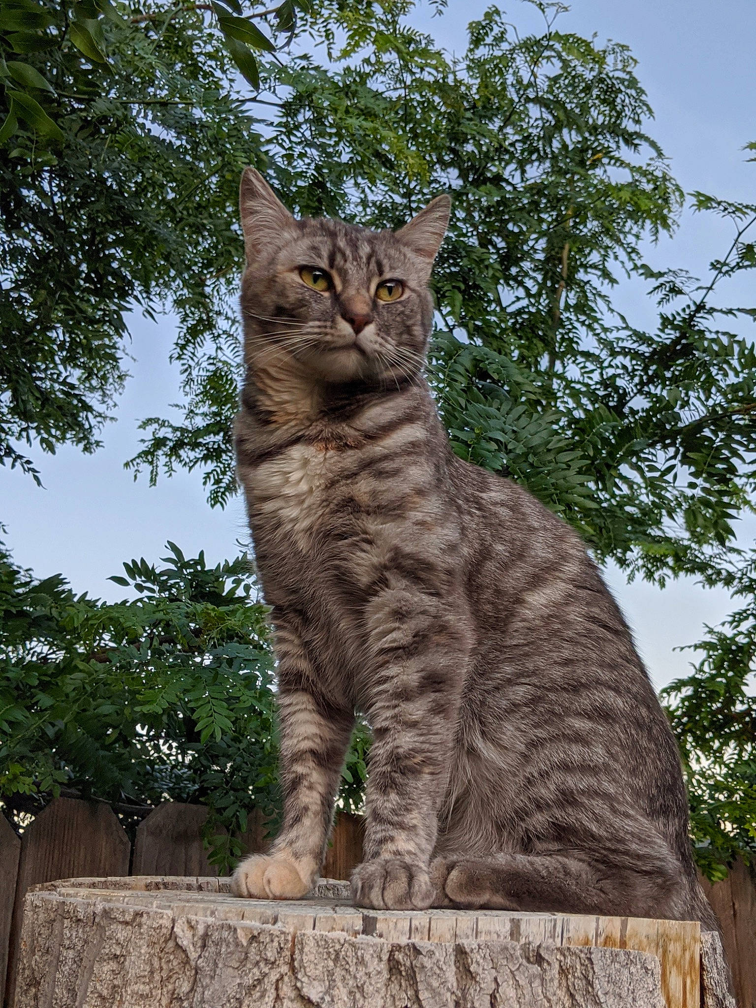 Taco joined the competition — help win amazing prizes! art, carnivore, cat, domestic_short_haired_cat, fawn, felidae, fur, grass, lynx, plant, sky, small_to_medium_sized_cats, snout, tail, terrestrial_animal, tree, trunk, whiskers, wood, woody_plant