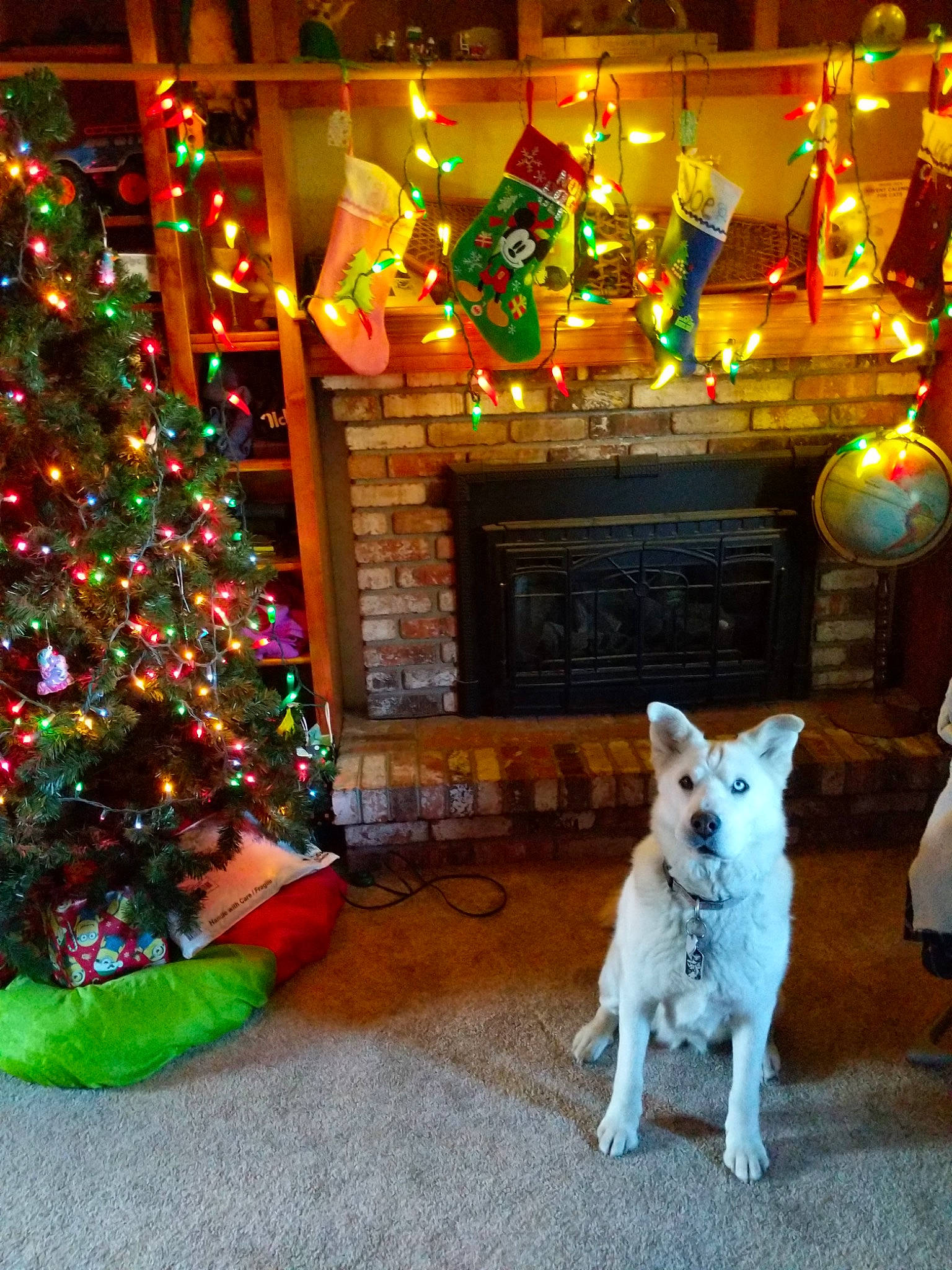 Snow is registered to the contest to win money with this photo: carnivore, christmas, christmas_decoration, christmas_eve, christmas_ornament, christmas_tree, companion_dog, decoration, dog, dog_breed, door, event, holiday, holiday_ornament, light, ornament, tradition, tree, white, window