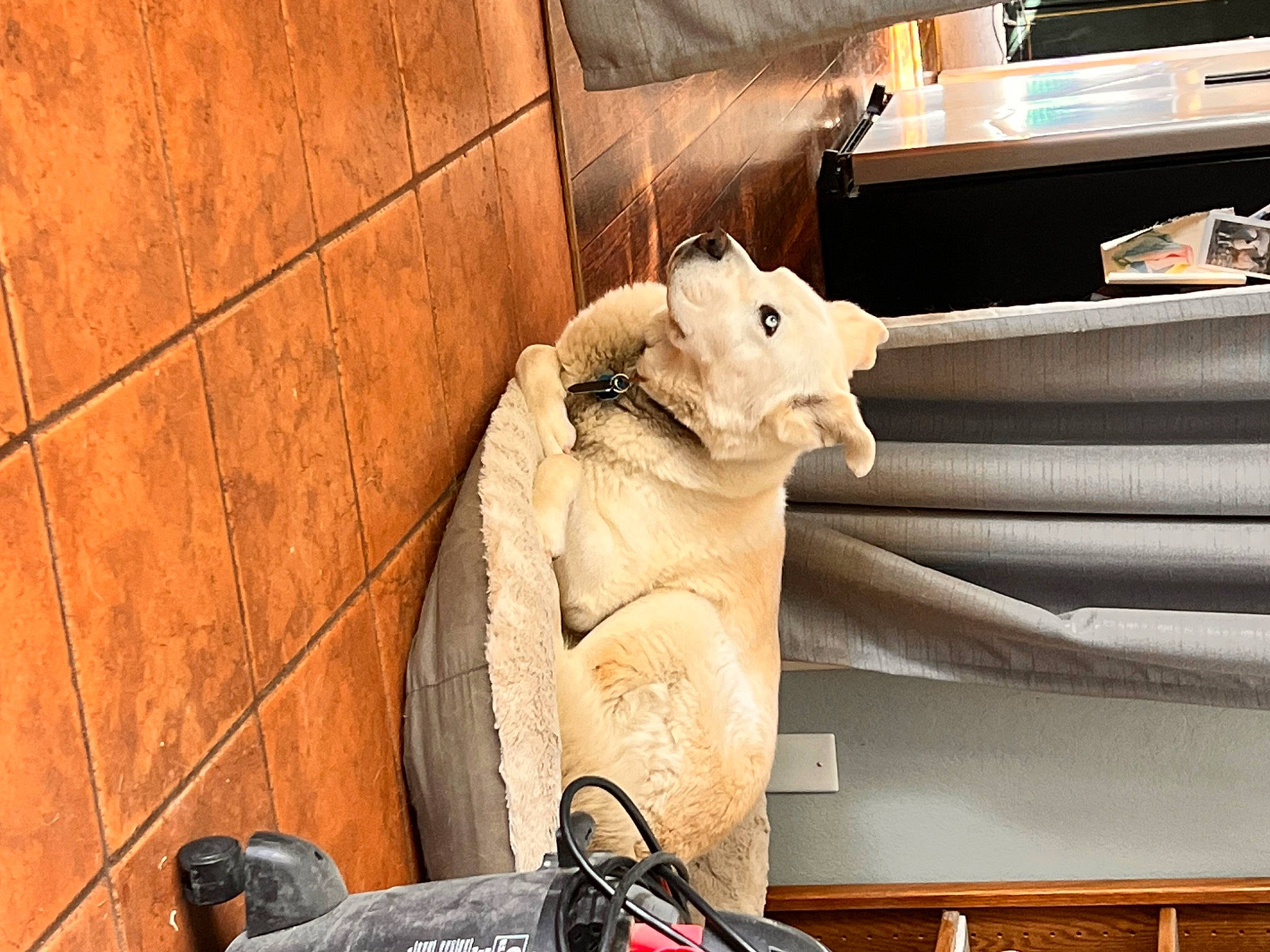 Snow joined the competition — help win amazing prizes! art, big_cats, carnivore, fawn, felidae, flooring, fur, mammal, metal, room, sculpture, sitting, small_to_medium_sized_cats, snout, stuffed_toy, tail, terrestrial_animal, toy, whiskers, wood