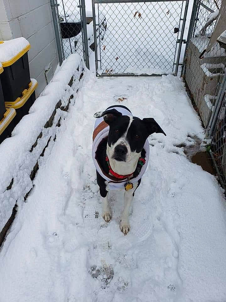 Faith is registered to the contest to win money with this photo: automotive_tire, canidae, carnivore, collar, companion_dog, dog, dog_breed, dog_collar, dog_supply, event, fence, freezing, pet_supply, precipitation, snout, snow, sporting_group, tail, whiskers, winter