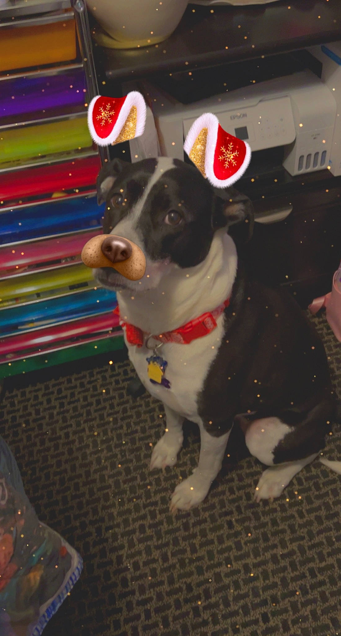 Faith joined the competition — help win amazing prizes! canidae, carnivore, collar, companion_dog, dog, dog_breed, dog_collar, dog_supply, fawn, flooring, fur, leash, non_sporting_group, pattern, pet_supply, snout, sporting_group, tail, working_animal, working_dog