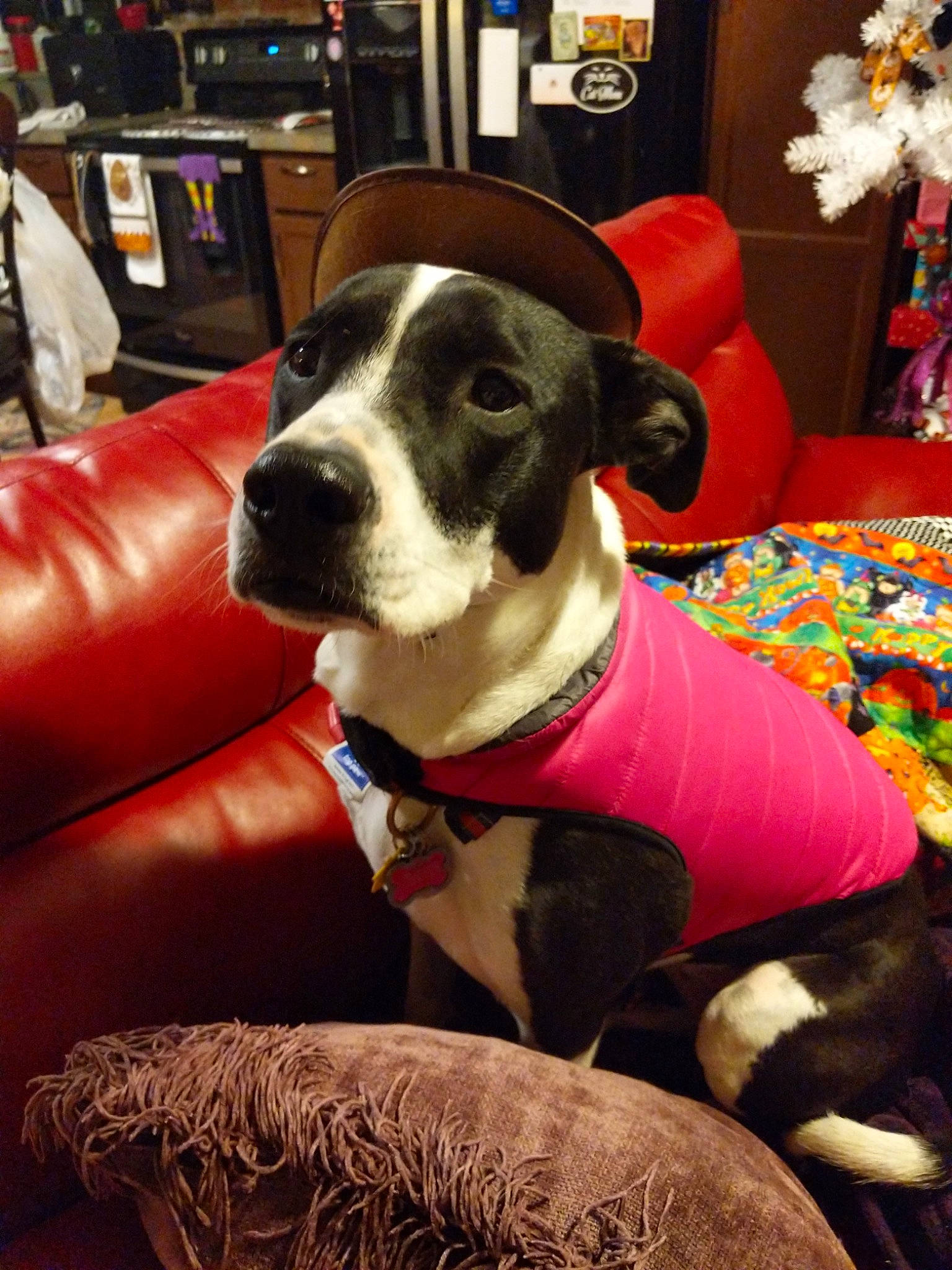 Faith is registered to the contest to win money with this photo: canidae, carnivore, collar, comfort, companion_dog, dog, dog_breed, dog_collar, dog_supply, formal_wear, non_sporting_group, pet_supply, snout, sporting_group, whiskers, working_animal, working_dog