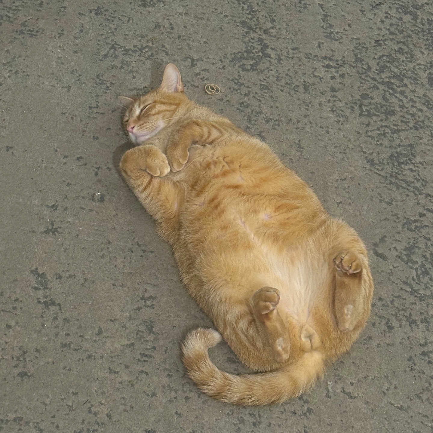 Sammy is registered to the contest to win money with this photo: abyssinian, accessories, angora, animal, cat, city, egyptiancat, kitten, leash, manx, person, pet, road, sleeping, soil, strap, street, tarmac, urban, wood