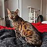 Cali joined the competition — help win amazing prizes! animal, bed, bengal_cat, blanket, cat, cat_tree, cozy, domestic_cat, door, fur, furniture, gray_blanket, home, indoor, looking_away, pet, red_blanket, room, sitting, whiskers
