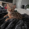 Cali joined the competition — help win amazing prizes! animal, bed, blanket, cat, comfortable, cozy, curious, domestic, door, feline, furniture, indoor, living_room, pet, relaxed, resting, soft_texture, spotted, tabby, television