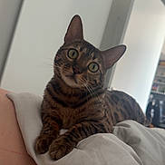 Cali joined the competition — help win amazing prizes! animal, bedroom, blanket, cat, comfort, cozy, curious, domestic_cat, door, feline, fur, green_eyes, indoor, looking, modern_interior, pet, relaxed, resting, tabby, whiskers