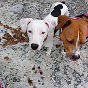 Rita participe au concours pour gagner de l'argent avec cette photo : dog, white_dog, brown_dog, outdoor, rocky_surface, pet, animal, canine, leash, curious, standing, close_up, nature, fur, ears, snout, collar, playful, companion, friendship