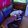 dog, sleeping, couch, leather, indoor, fish_tank, furniture, pet, resting, brown_dog, white_dog, curtain, home, living_room, relaxation, animal, companion, cozy, quiet, domestic