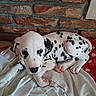 Buzz a rejoint le concours — aidez-le/la à gagner de superbes lots ! animal, bed, black_and_white, blanket, brick_wall, canine, close_up, cozy, cute, dalmatian, dog, dogs, indoors, lying_down, paws, pet, portrait, puppy, sleeping, spotted