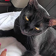 Freddy is registered to the contest to win money with this photo: black_cat, cat, pet, animal, indoor, yellow_eyes, whiskers, fur, paw, blanket, hand, nails, purple_nails, curious, close_up, resting, cozy, soft, domestic_animal, feline