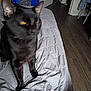 bathroom_door, bed, bedroom, black_cat, blanket, blurred, cat, ears, furniture, hardwood_floor, indoor, laundry_basket, low_light, mattress, paws, pet, quilt, toilet, whiskers, yellow_eyes