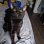 cat, black_cat, yellow_eyes, bedspread, indoor, house, room, laundry_basket, clutter, toilet, bathroom, door, floor, wood_floor, curious, pet, animal, feline, domestic_animal, looking_up