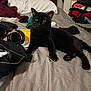 Freddy joined the competition — help win amazing prizes! backpack, bed, bedding, bedroom, black_cat, blanket, cat, claw, clothes, door, doorknob, headboard, headphones, indoor, notebook, paw, pile_of_clothes, pillow, sheet, zipper