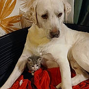 Snow a rejoint le concours — aidez-le/la à gagner de superbes lots ! dog, puppy, kitten, cat, bed, blanket, red_blanket, animal, pet, companions, indoor, curious, resting, cozy, friendship, white_dog, gray_kitten, protective, cute, comfort
