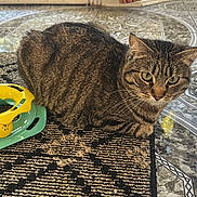 Chewy is registered to the contest to win money with this photo: animal, cat, closeup, curious, domestic, ears, feline, floor, green, indoor, pattern, pet, playful, rug, sitting, tabby, tile, toy, whiskers, yellow