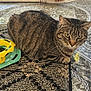 animal, cat, closeup, curious, domestic, ears, feline, floor, green, indoor, pattern, pet, playful, rug, sitting, tabby, tile, toy, whiskers, yellow
