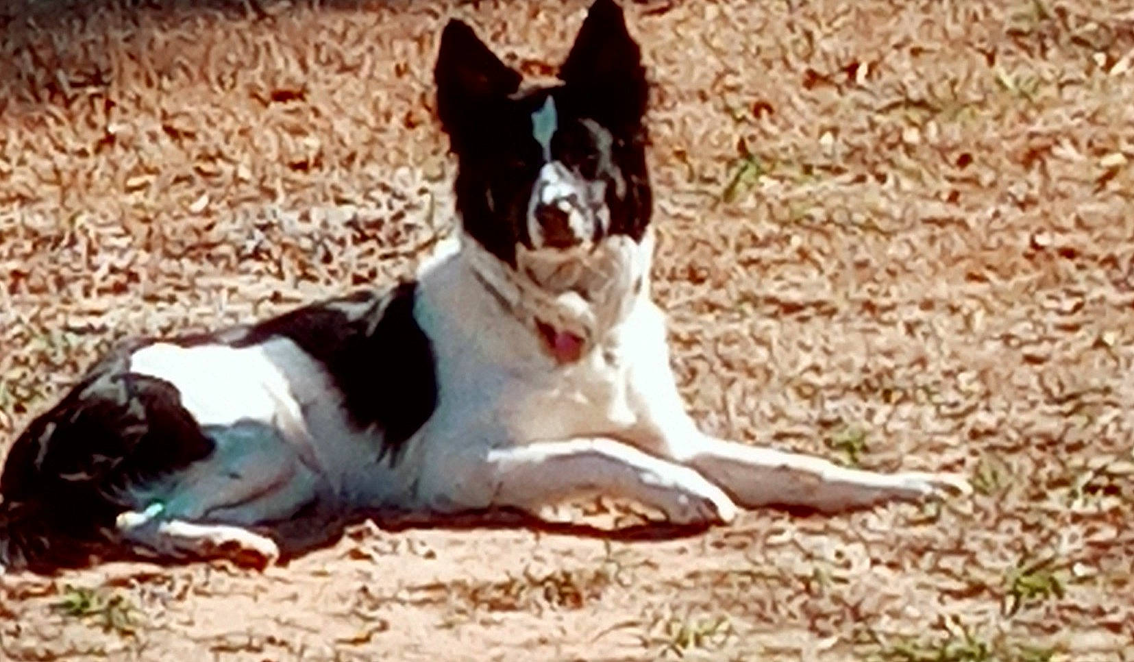 Sara joined the competition — help win amazing prizes! art, canidae, carmine, carnivore, companion_dog, dog, dog_breed, non_sporting_group, sporting_group, working_animal, working_dog