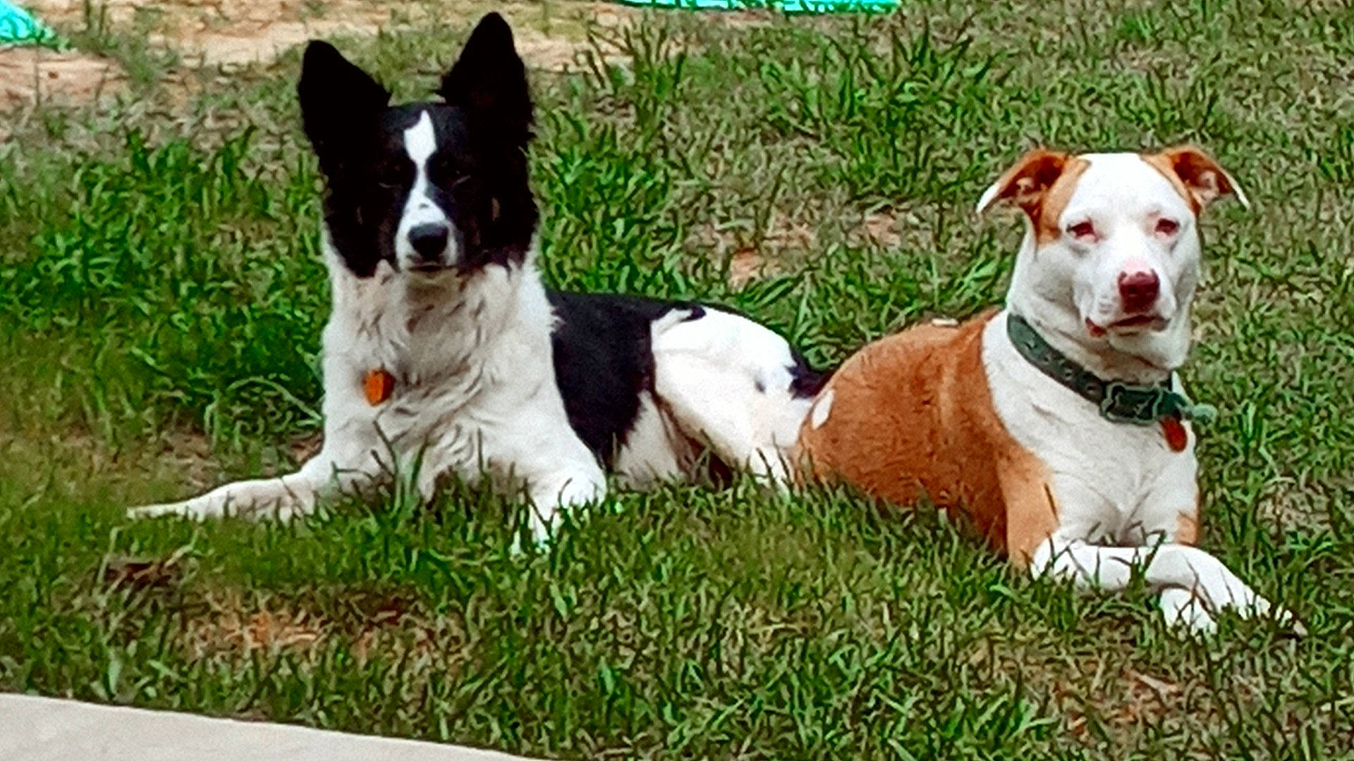 Sara joined the competition — help win amazing prizes! ancient_dog_breeds, canidae, carnivore, collar, companion_dog, dog, dog_breed, dog_collar, dog_supply, grass, herding_dog, non_sporting_group, plant, snout, sporting_group, tail, whiskers, working_animal, working_dog