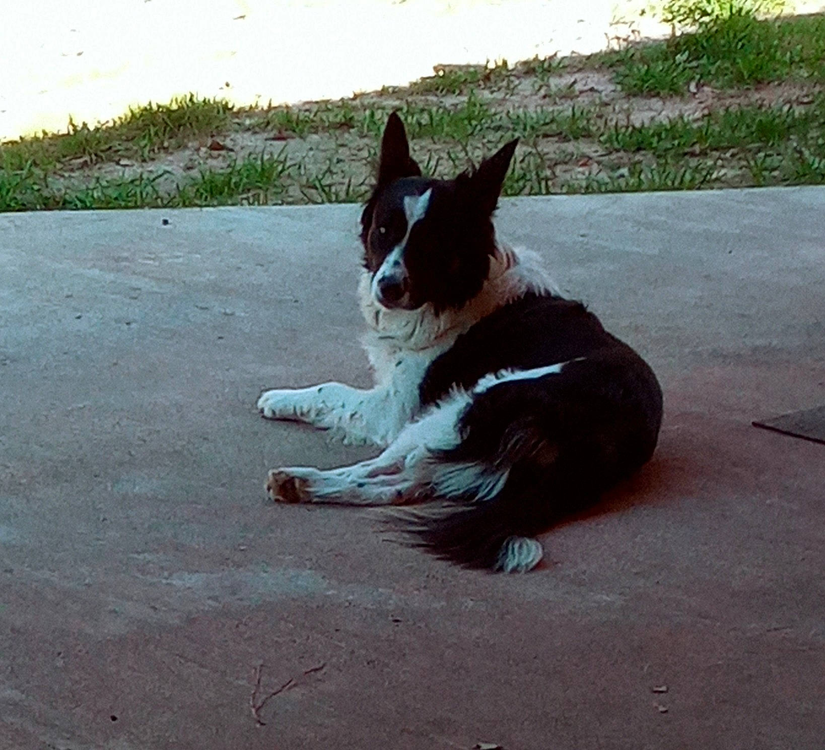 Sara is registered to the contest to win money with this photo: art, asphalt, canidae, carnivore, companion_dog, dog_breed, domestic_short_haired_cat, felidae, foot, fur, human_leg, paw, plant, road_surface, small_to_medium_sized_cats, snout, sporting_group, tail, tints_and_shades, whiskers