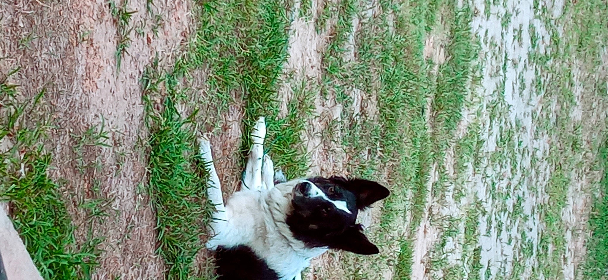 Sara joined the competition — help win amazing prizes! carnivore, collar, companion_dog, dog, dog_breed, forest, fur, grass, mcnab, plant, tail, terrestrial_animal, terrestrial_plant, tree, trunk, twig, whiskers, wood, woody_plant, working_animal