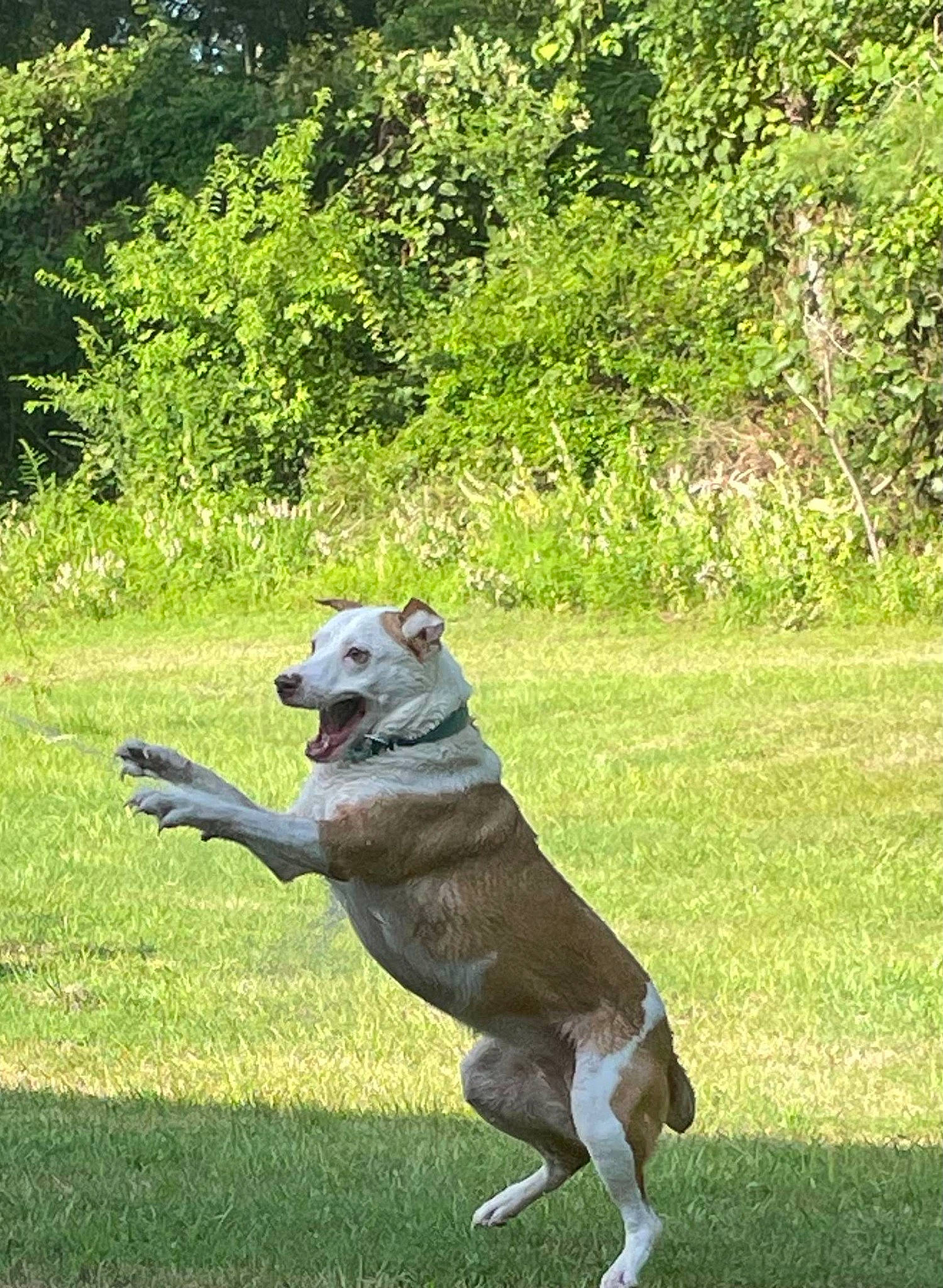 Junebug joined the competition — help win amazing prizes! canidae, carnivore, collar, companion_dog, dog, dog_breed, dog_collar, grass, grassland, guard_dog, non_sporting_group, pasture, plant, snout, sporting_group, tail, terrestrial_animal, tree, working_animal, working_dog