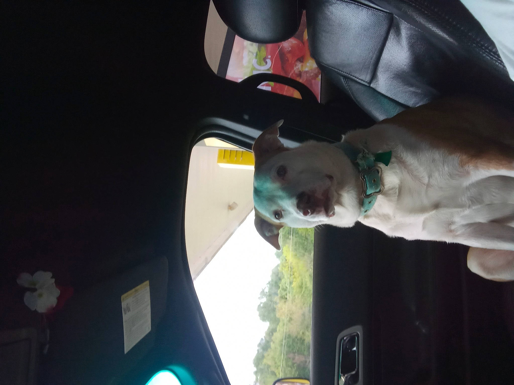 Junebug is registered to the contest to win money with this photo: art, auto_part, automotive_design, automotive_exterior, automotive_lighting, automotive_window_part, bumper, fun, glass, machine, motor_vehicle, personal_protective_equipment, vehicle_door