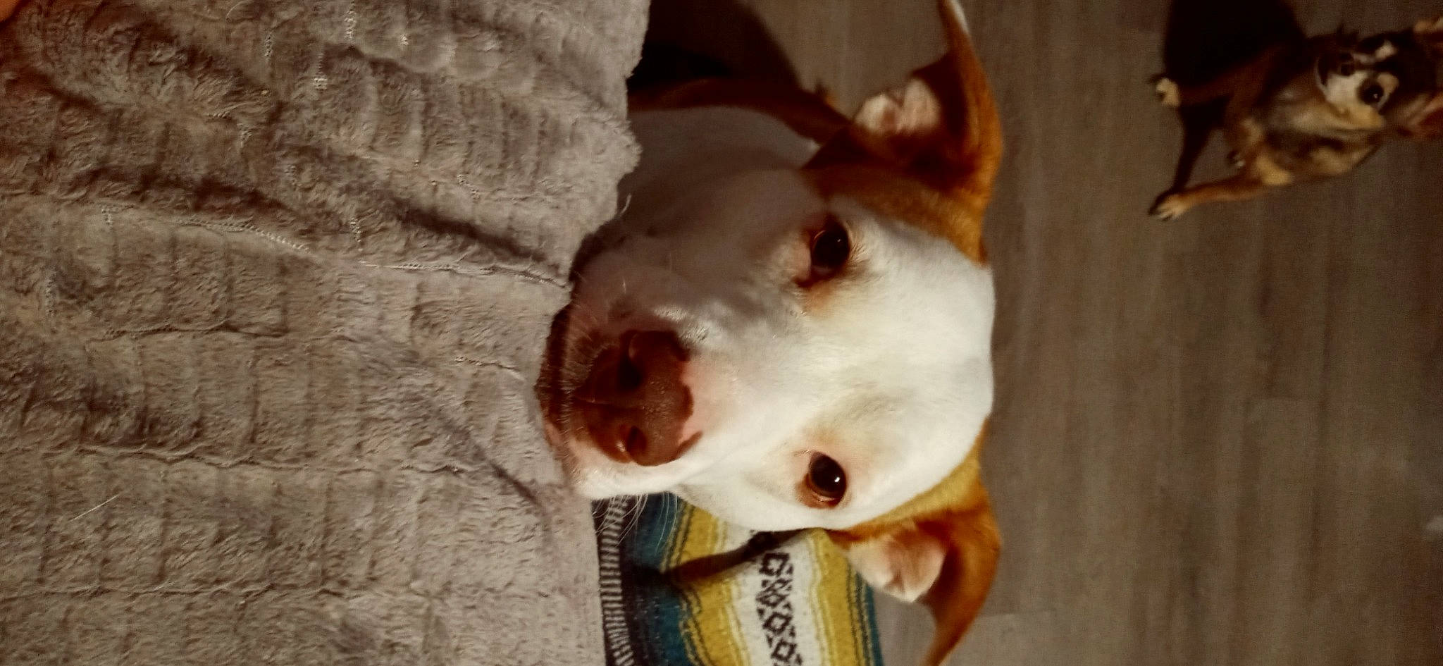 Junebug joined the competition — help win amazing prizes! canidae, carnivore, collar, companion_dog, dog, dog_breed, ear, eye, fawn, football, fur, jaw, paw, snout, sporting_group, tail, toy_dog, whiskers, wood, working_animal