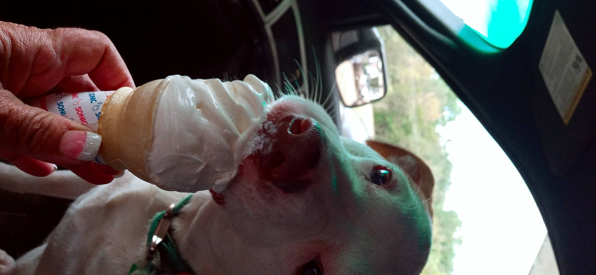 Junebug joined the competition — help win amazing prizes! automotive_lighting, automotive_mirror, canidae, carnivore, companion_dog, dog, dog_breed, eyewear, fawn, jaw, liver, rear_view_mirror, snout, sporting_group, sunglasses, vehicle_door, whiskers, windshield, working_animal, wrinkle