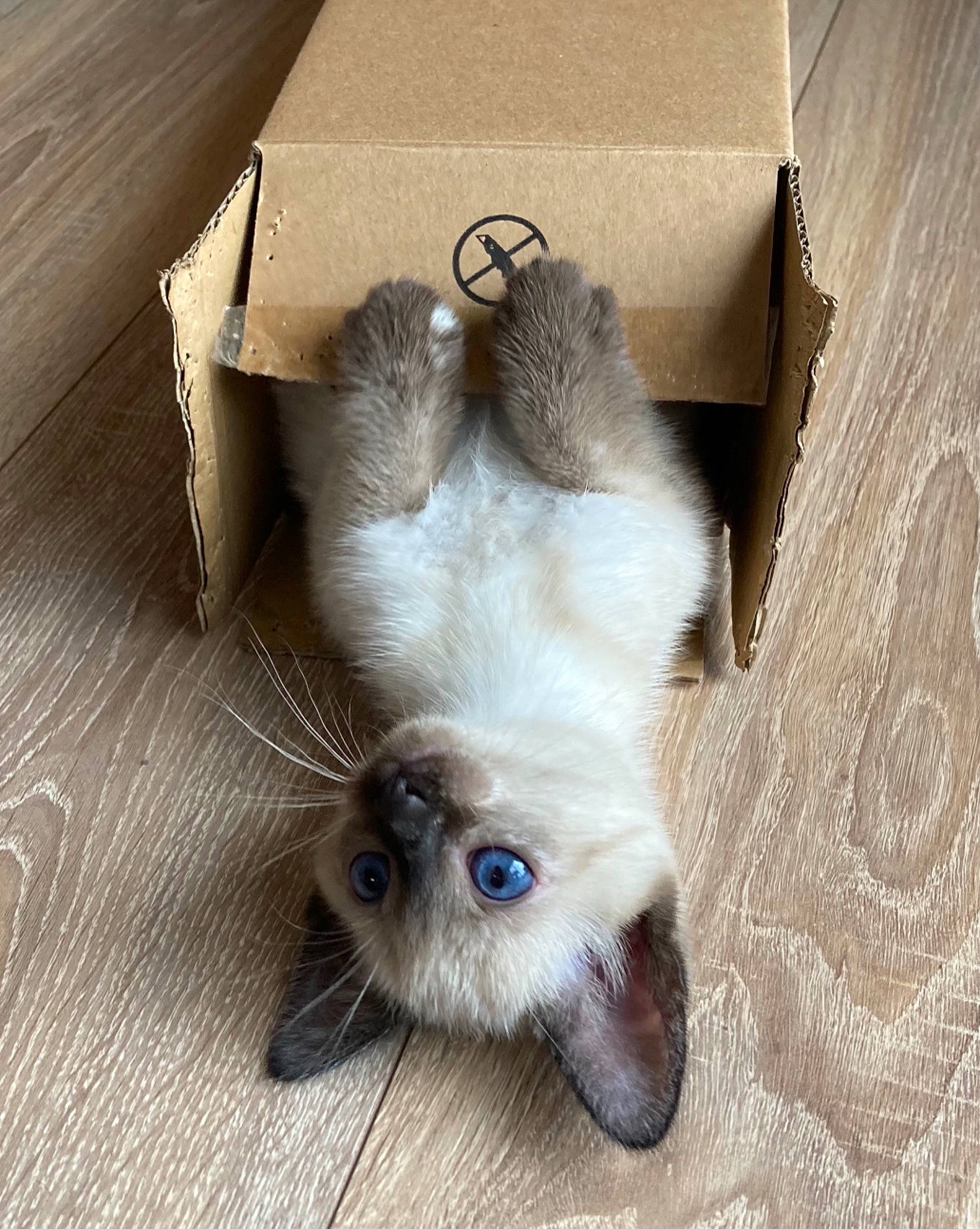 Youkie participe au concours pour gagner de l'argent avec cette photo : balinese, box, carnivore, cat, dog_breed, domestic_short_haired_cat, fawn, felidae, flooring, fur, hardwood, paw, siamese, small_to_medium_sized_cats, snout, tail, thai, tonkinese, whiskers, wood