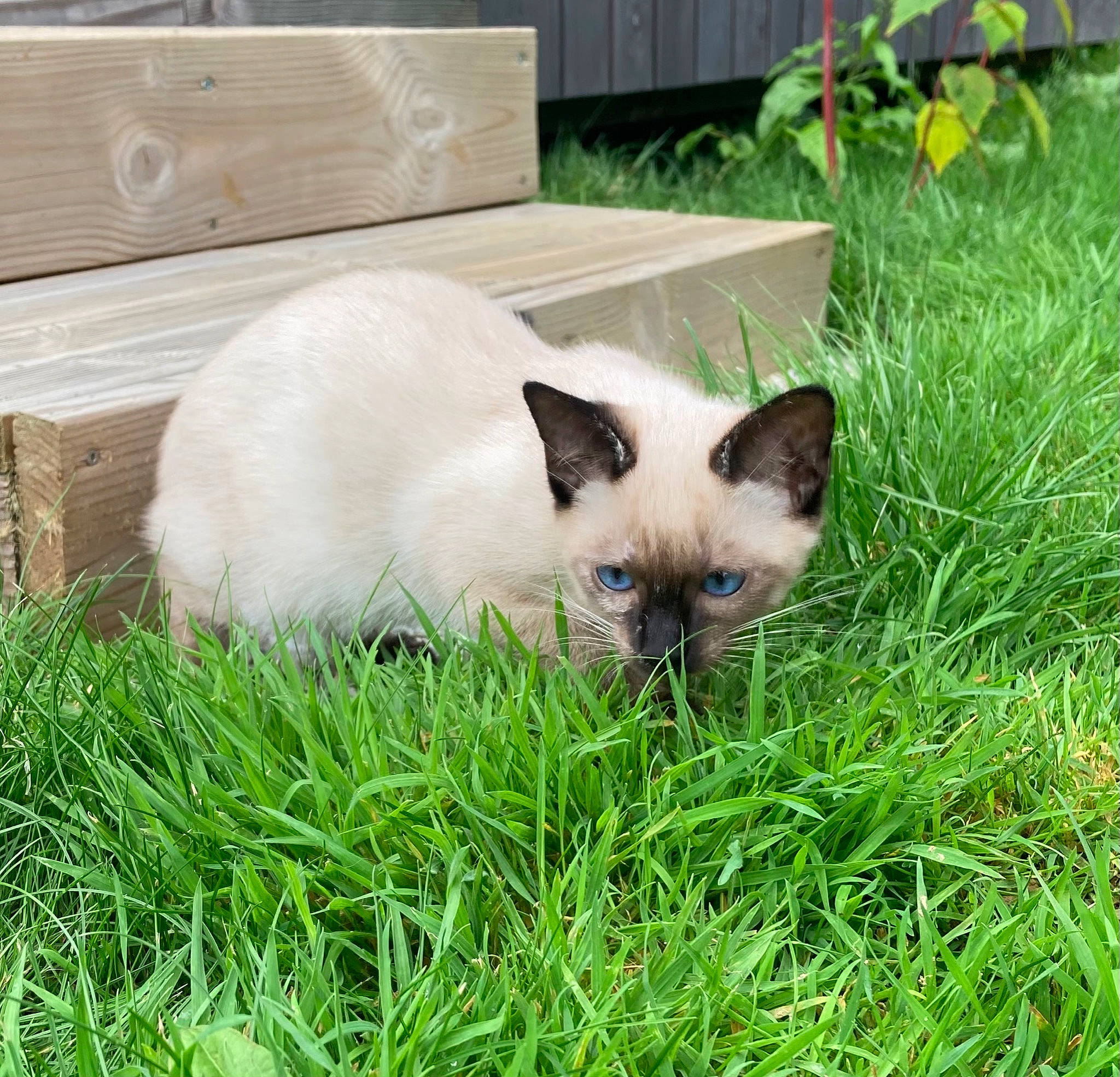 Youkie a rejoint le concours — aidez-le/la à gagner de superbes lots ! balinese, birman, carnivore, cat, fawn, felidae, flower, fur, grass, grassland, groundcover, plant, siamese, small_to_medium_sized_cats, snout, tail, terrestrial_animal, thai, whiskers, wildlife