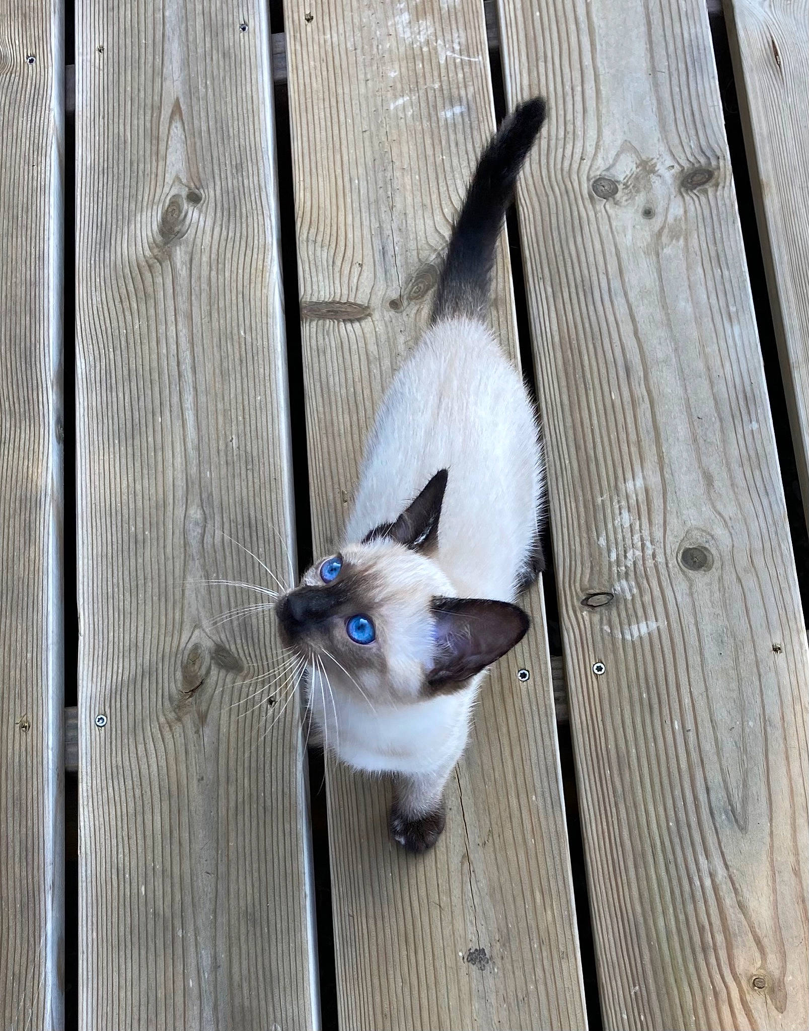 Youkie a rejoint le concours — aidez-le/la à gagner de superbes lots ! beak, carnivore, cat, domestic_short_haired_cat, electric_blue, facade, felidae, flooring, fur, hardwood, pattern, perching_bird, plank, siamese, small_to_medium_sized_cats, tail, wildlife, wing, wood, wood_stain