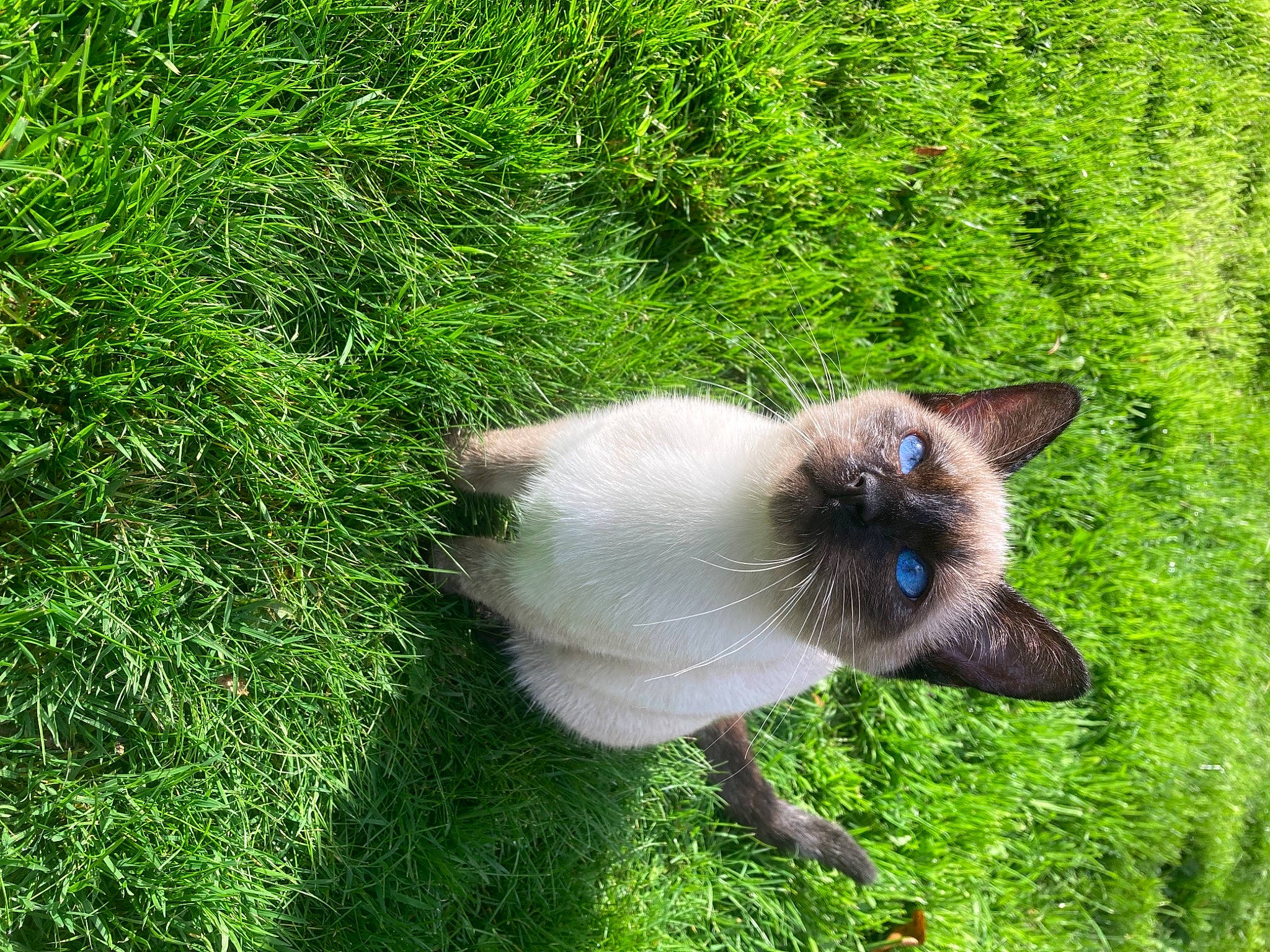 Youkie participe au concours pour gagner de l'argent avec cette photo : balinese, birman, carnivore, cat, fawn, felidae, fur, grass, groundcover, plant, shrub, siamese, small_to_medium_sized_cats, snout, tail, terrestrial_animal, thai, tree, whiskers, wildlife