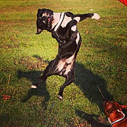 Mogwaï a rejoint le concours — aidez-le/la à gagner de superbes lots ! dog, jumping, playful, outdoor, grass, sunny, black_and_white_dog, brown_dog, animal, pet, active, daylight, shadow, nature, canine, harness, fun, energetic, park, two_dogs