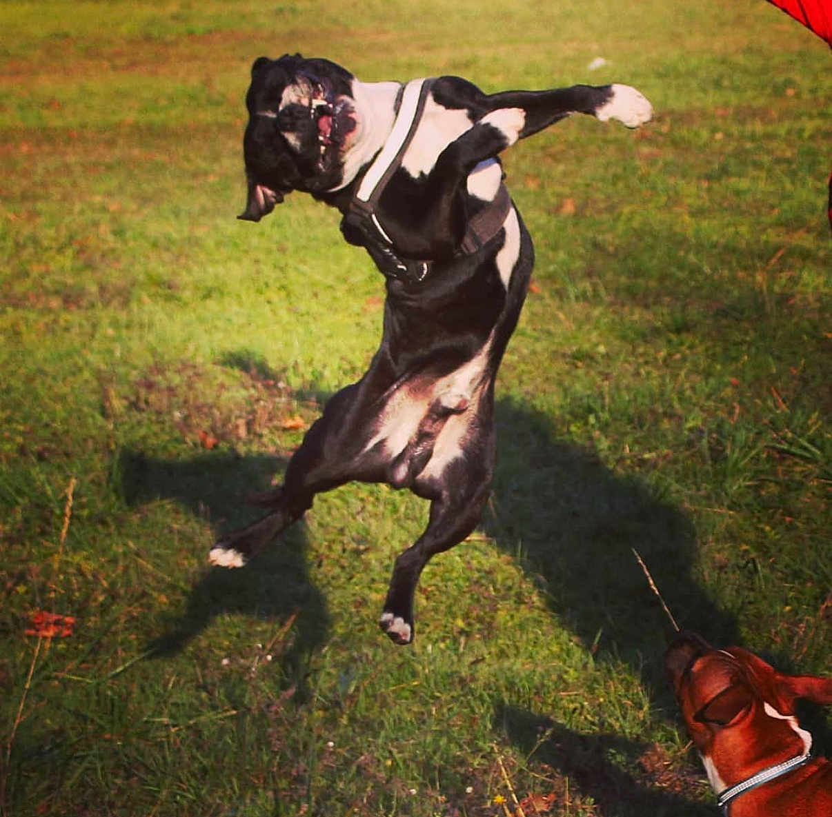Mogwaï a rejoint le concours — aidez-le/la à gagner de superbes lots ! dog, jumping, playful, outdoor, grass, sunny, black_and_white_dog, brown_dog, animal, pet, active, daylight, shadow, nature, canine, harness, fun, energetic, park, two_dogs