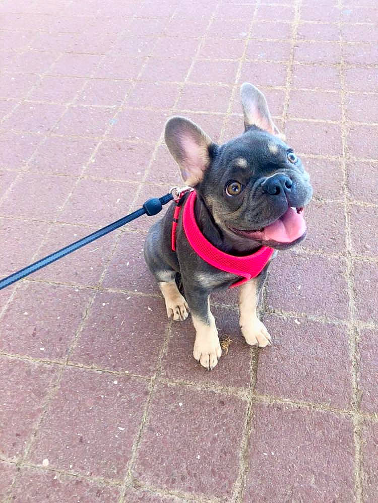 Sosa is registered to the contest to win money with this photo: bulldog, canidae, carnivore, collar, companion_dog, dog, dog_breed, dog_collar, fawn, french_bulldog, leash, mammal, non_sporting_group, pug, puppy, rare_breed_dog, snout, sporting_group, toy_bulldog