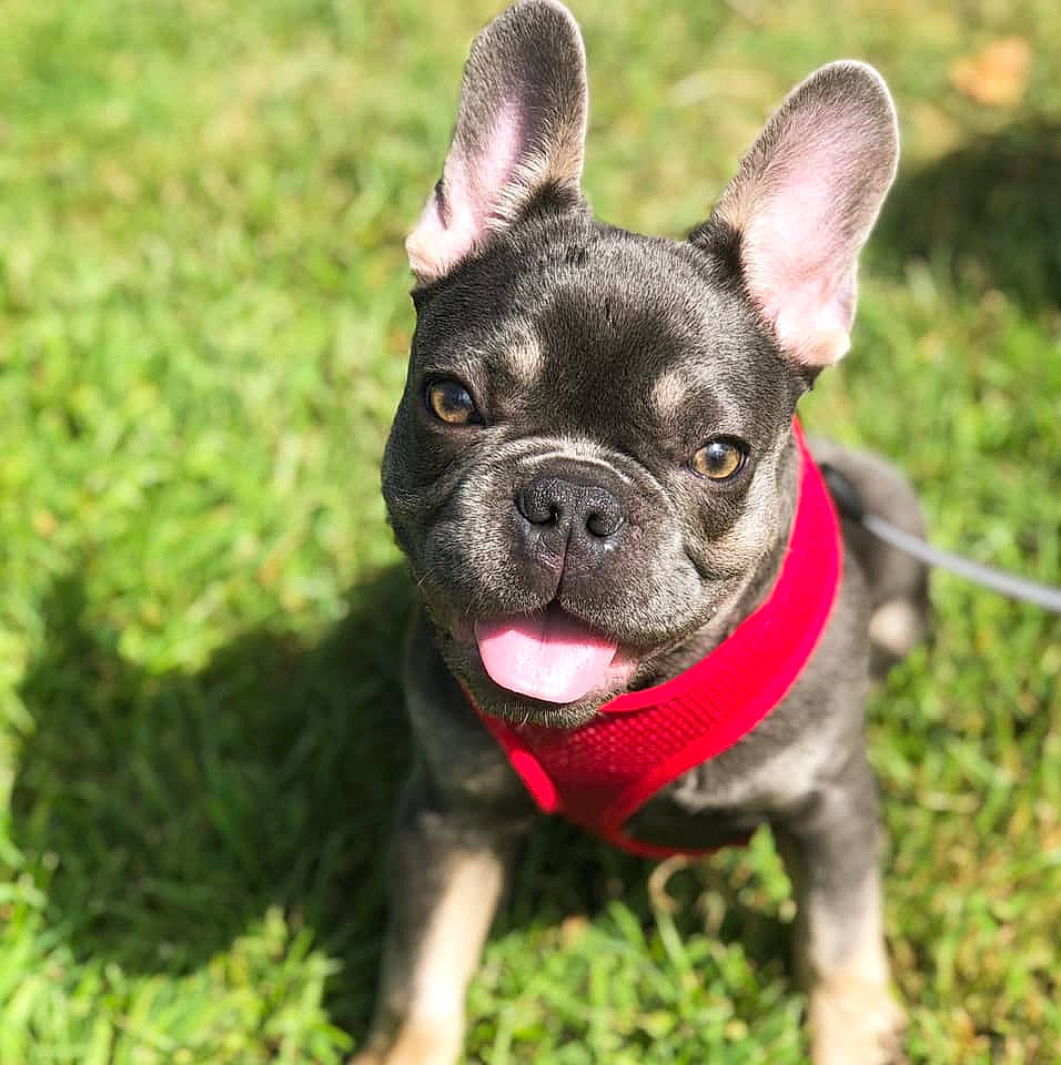 Sosa is registered to the contest to win money with this photo: ancient_dog_breeds, boston_terrier, canidae, carnivore, companion_dog, dog, dog_breed, dog_collar, ear, fawn, french_bulldog, grass, mammal, non_sporting_group, puppy, rare_breed_dog, snout, sporting_group, toy_bulldog, vertebrate
