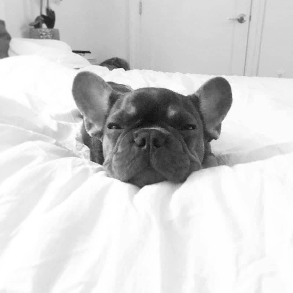 Sosa joined the competition — help win amazing prizes! black_and_white, bulldog, canidae, carnivore, companion_dog, dog, dog_breed, ear, fawn, french_bulldog, mammal, non_sporting_group, puppy, skin, snout, toy_bulldog, vertebrate