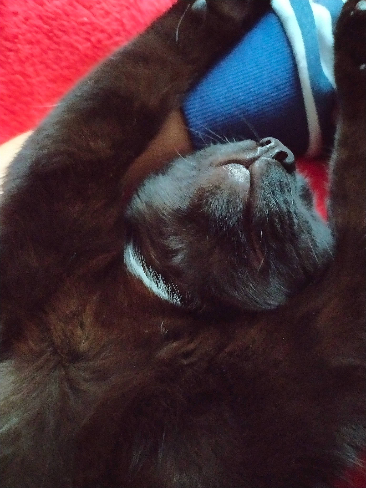 Pumba a rejoint le concours — aidez-le/la à gagner de superbes lots ! carnivore, cat, ear, felidae, fur, hair, hand, liver, long_hair, nap, sleep, small_to_medium_sized_cats, tail, whiskers