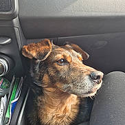 Hop participe au concours pour gagner de l'argent avec cette photo : dog, car_interior, pet, closeup, brown_fur, black_fur, seat, dashboard, calm, side_view, natural_light, snout, ears, seatbelt_area, objects, container, paper, relaxation, domestic_animal, transport