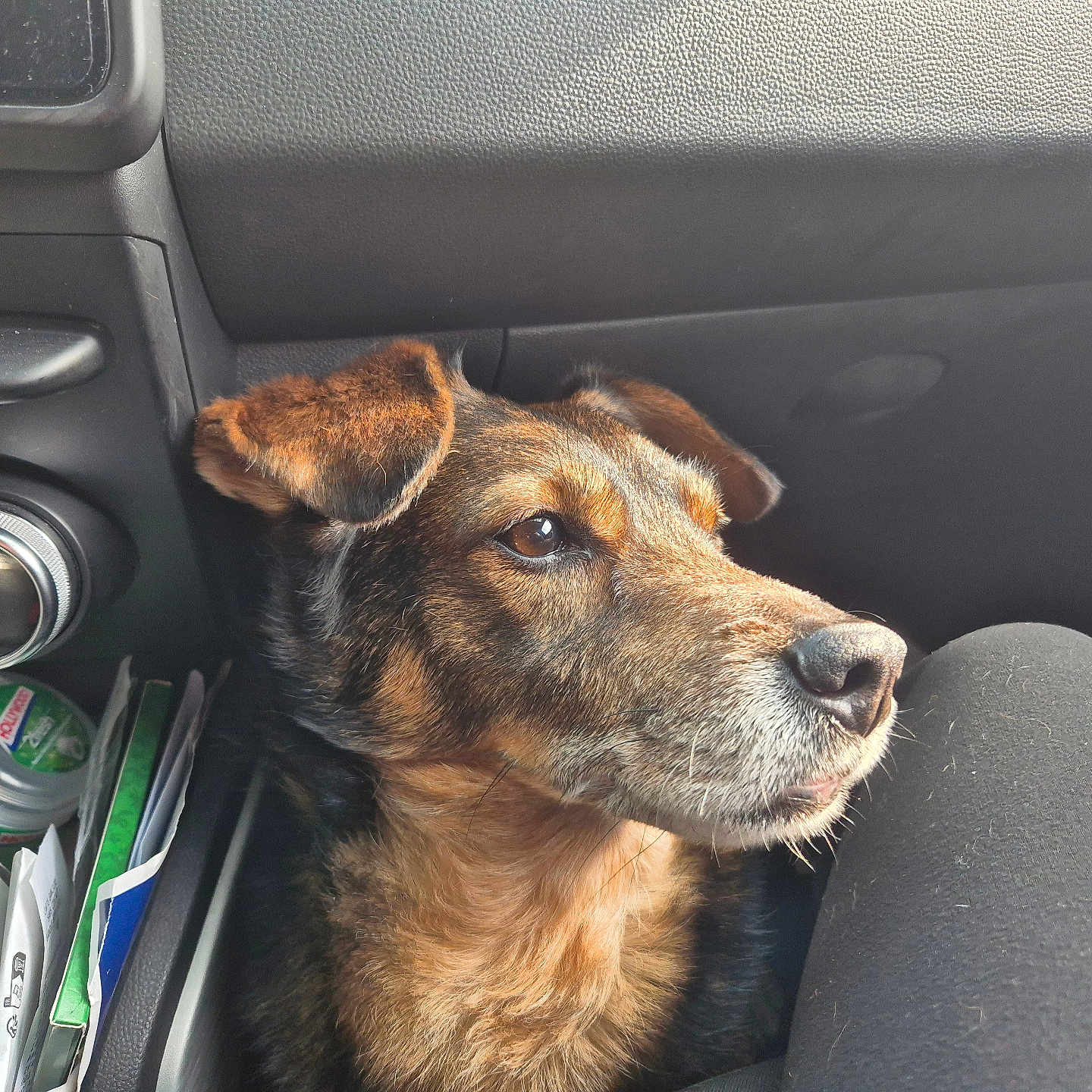Hop participe au concours pour gagner de l'argent avec cette photo : black_fur, brown_fur, calm, car_interior, closeup, container, dashboard, dog, domestic_animal, ears, natural_light, objects, paper, pet, relaxation, seat, seatbelt_area, side_view, snout, transport