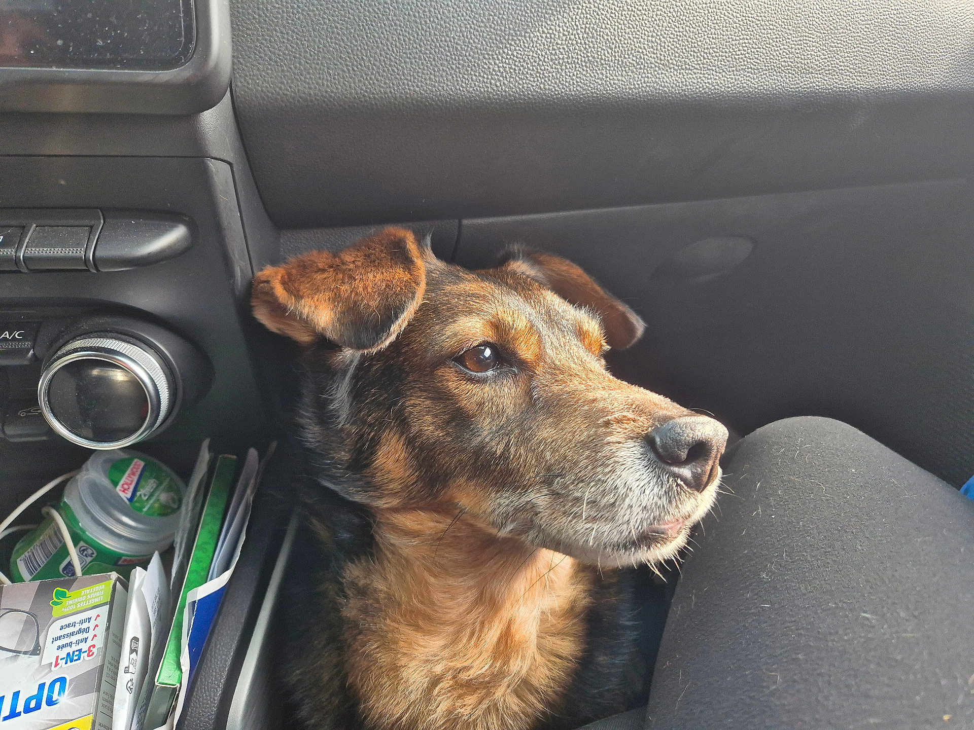 Hop participe au concours pour gagner de l'argent avec cette photo : dog, car_interior, pet, closeup, brown_fur, black_fur, seat, dashboard, calm, side_view, natural_light, snout, ears, seatbelt_area, objects, container, paper, relaxation, domestic_animal, transport