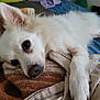 dog, white_dog, fluffy, pet, lying_down, blanket, bed, cozy, indoors, resting, fur, closeup, sleepy, cute, animal, paw, nose, ears, soft, relaxed