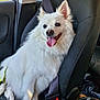 Hypno participe au concours pour gagner de l'argent avec cette photo : dog, white_dog, fluffy, car, car_seat, seatbelt, pet, happy, tongue_out, animal, indoor, window, sunlight, ears, fur, vehicle, travel, companion, cute, sitting