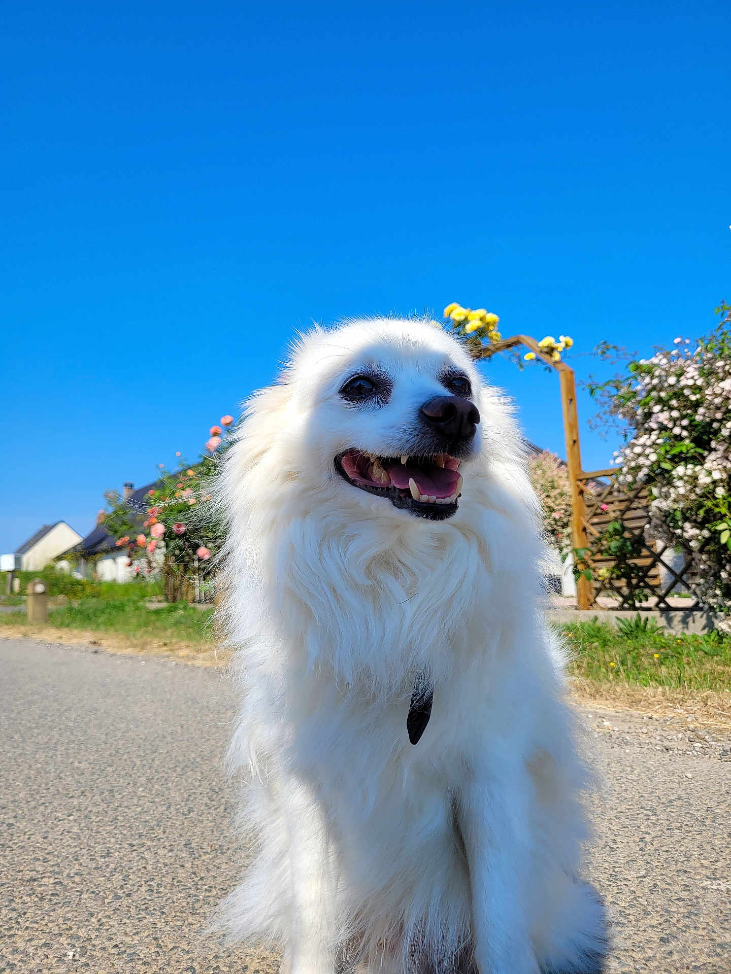 Hypno participe au concours pour gagner de l'argent avec cette photo : dog, white_dog, fluffy, happy, smiling, outdoor, flowers, blue_sky, sunny, pathway, nature, pet, canine, grass, garden, summer, daytime, fur, animal, collar