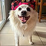 dog, white_dog, smiling, cap, hat, indoor, tile_floor, window, happy, pet, cute, fluffy, tongue_out, animal, domestic_animal, close_up, standing, bright, daylight, accessory